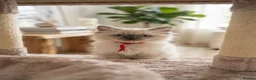 Ragdoll cats for sale: RAGDOLL KITTENS FOR SALE - Advert 3