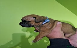 Boxer dogs for sale: Bobtail/tailed Boxer puppies.❤️ - Image 5