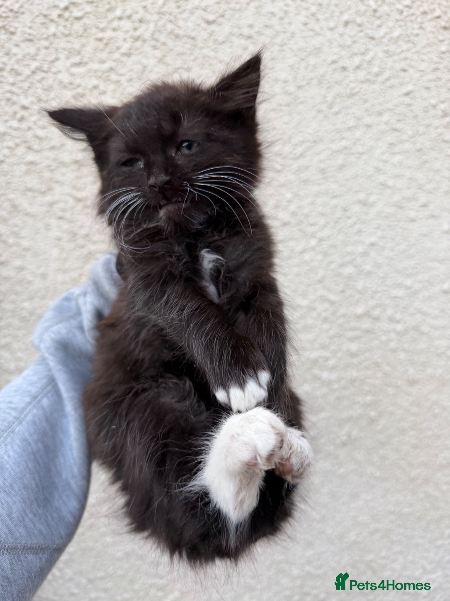 Mixed Breed cats Mixed litter  - Advert 8