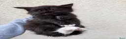 Mixed Breed cats for sale: Mixed litter  in Enfield - Advert 2