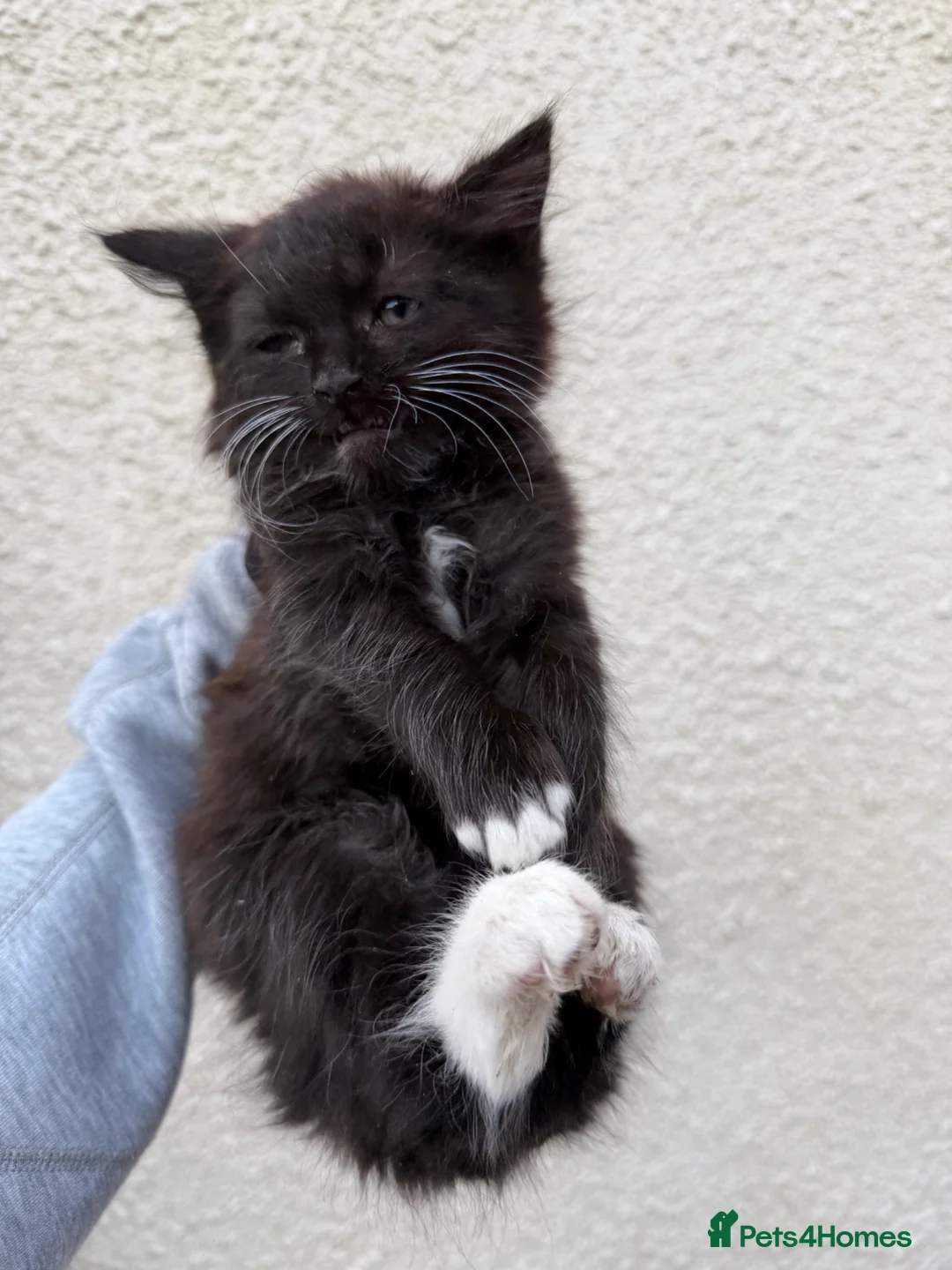Mixed Breed cats for sale: Mixed litter  in Enfield - Advert 2