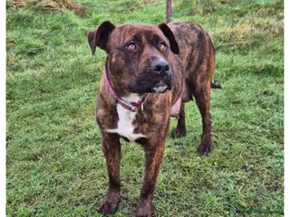 Mixed Breed dogs Rhodesian ridgeback x presa canario puppy - Advert 5