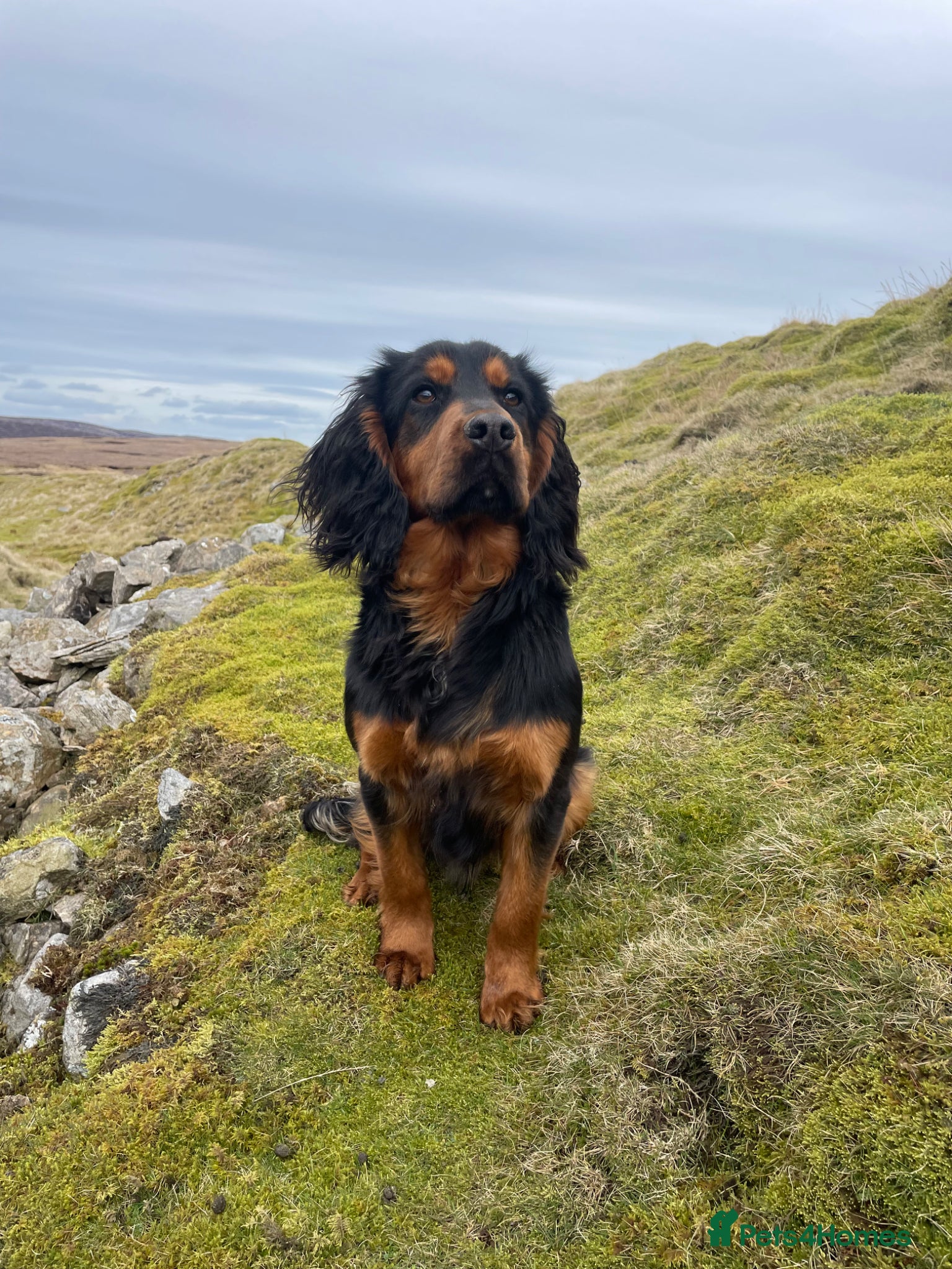 Cocker Spaniel dogs KC working Black and Tan dog - Advert 1