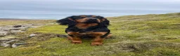 Cocker Spaniel dogs for stud: KC working Black and Tan dog - Advert 1