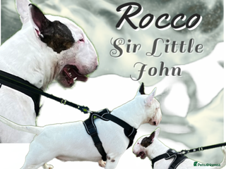 English Bull Terrier dogs Amazing boy for stud in Liverpool - Advert 6