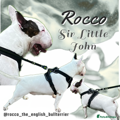 English Bull Terrier dogs Amazing boy for stud in Liverpool - Advert 1