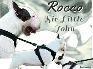 English Bull Terrier dogs Amazing boy for stud in Liverpool - Advert 2