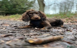 Cocker Spaniel dogs for sale: 3 boys left - Outstanding working cocker spaniels - Image 33