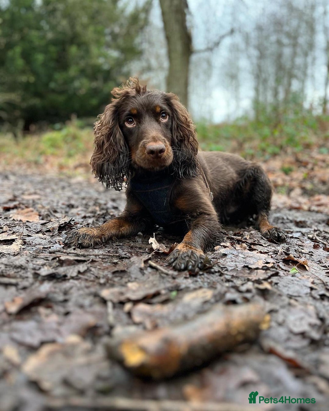 Cocker Spaniel dogs for sale: 3 boys left - Outstanding working cocker spaniels - Image 33