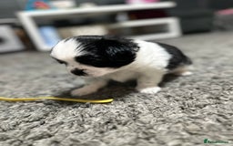 Mixed Breed dogs for sale: 6 beautiful Shih Tzu/Pomerianian puppies !  - Image 17
