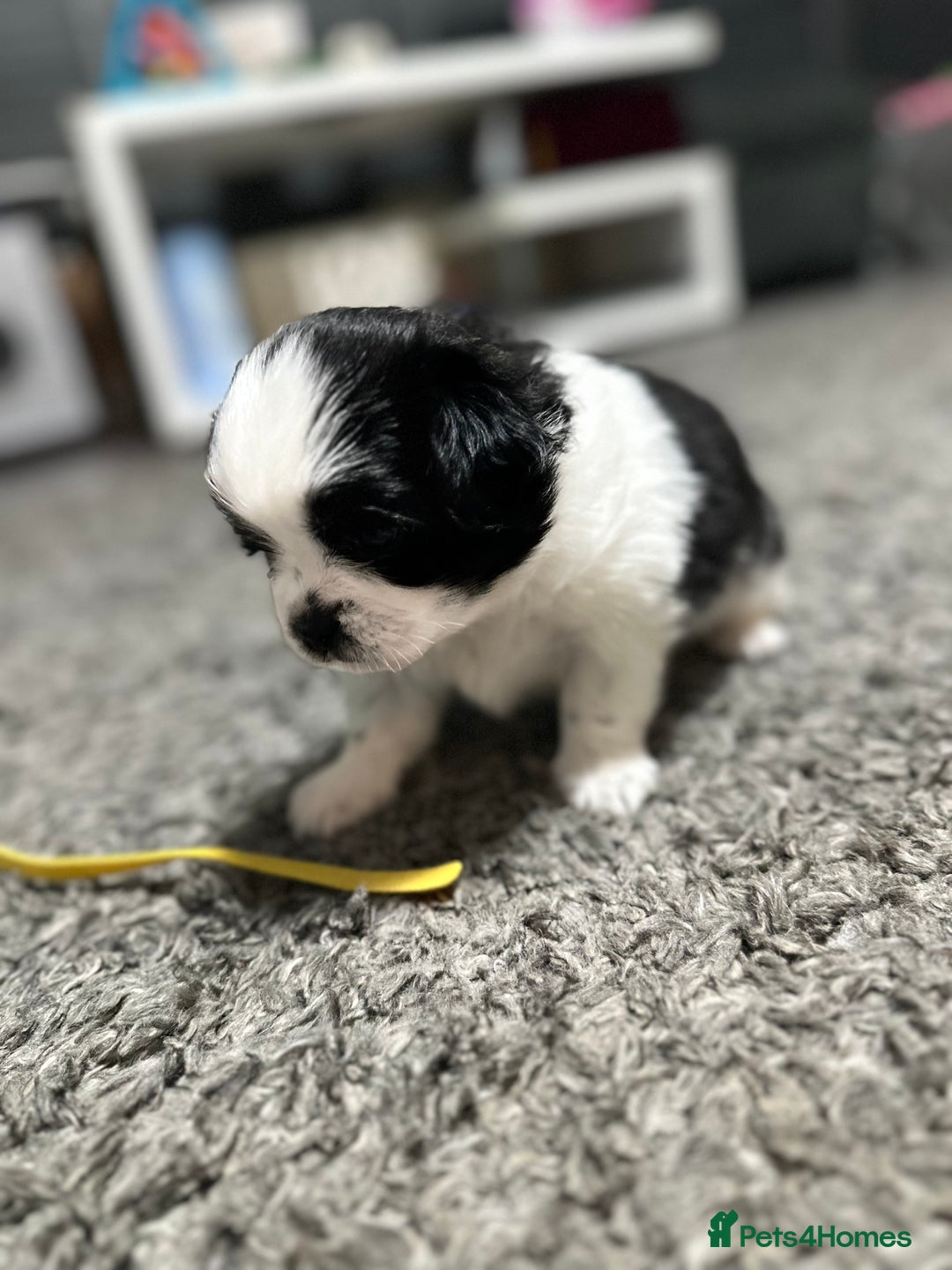 Mixed Breed dogs for sale: 6 beautiful Shih Tzu/Pomerianian puppies !  - Image 17