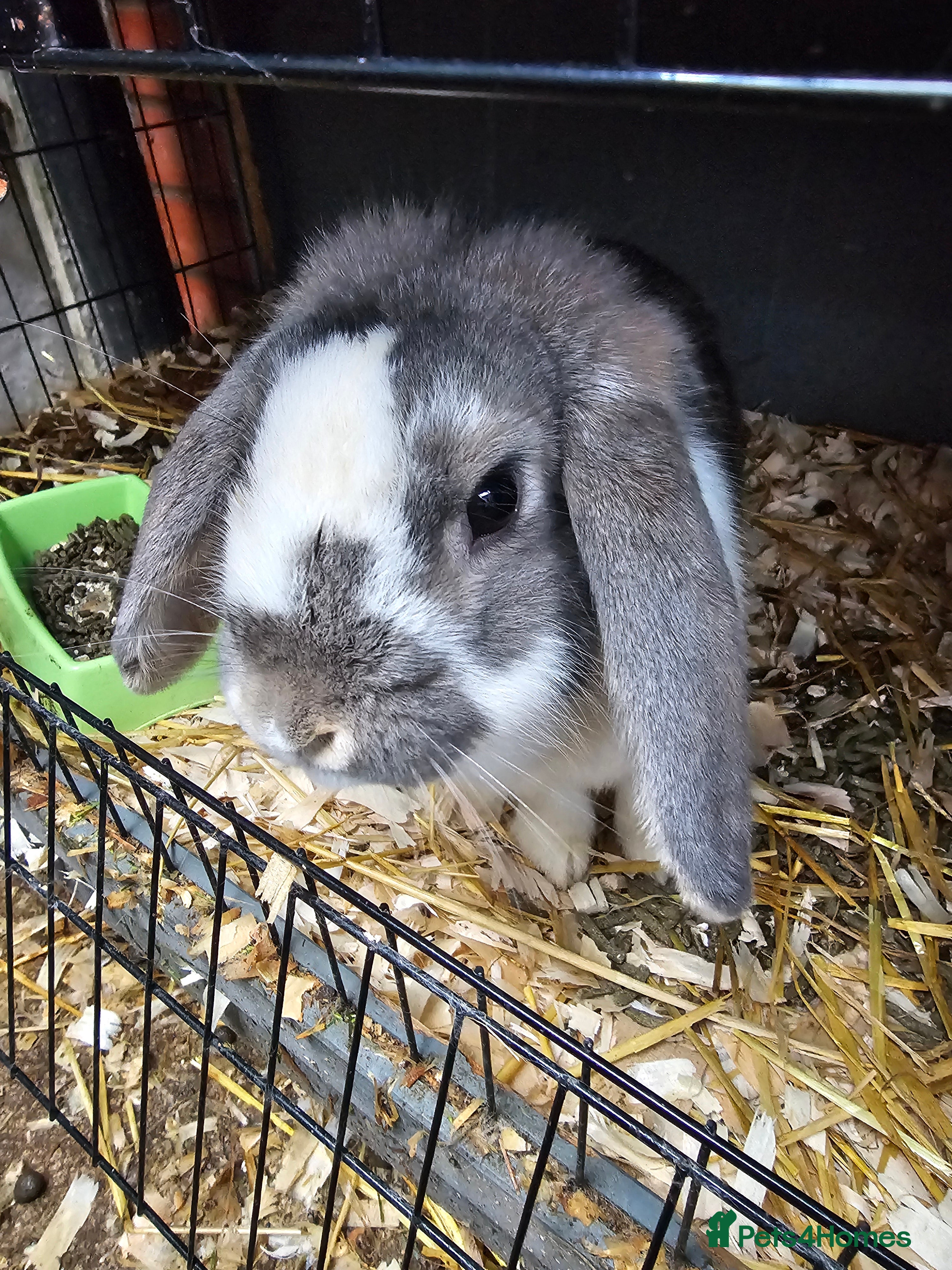 Lionhead rabbits Mini lop buck and doe 10 month old  - Advert 6