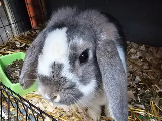 Lionhead rabbits Mini lop buck and doe 10 month old - Advert 3
