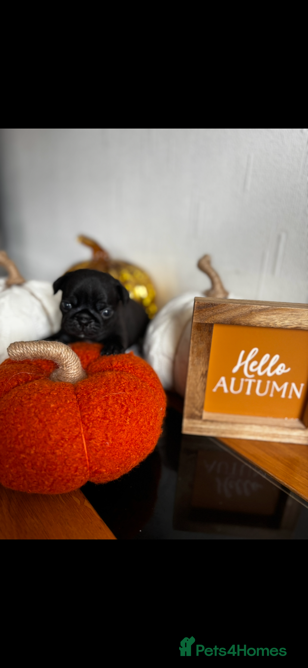 Pug dogs for sale: Beautiful Pugs  - Image 8