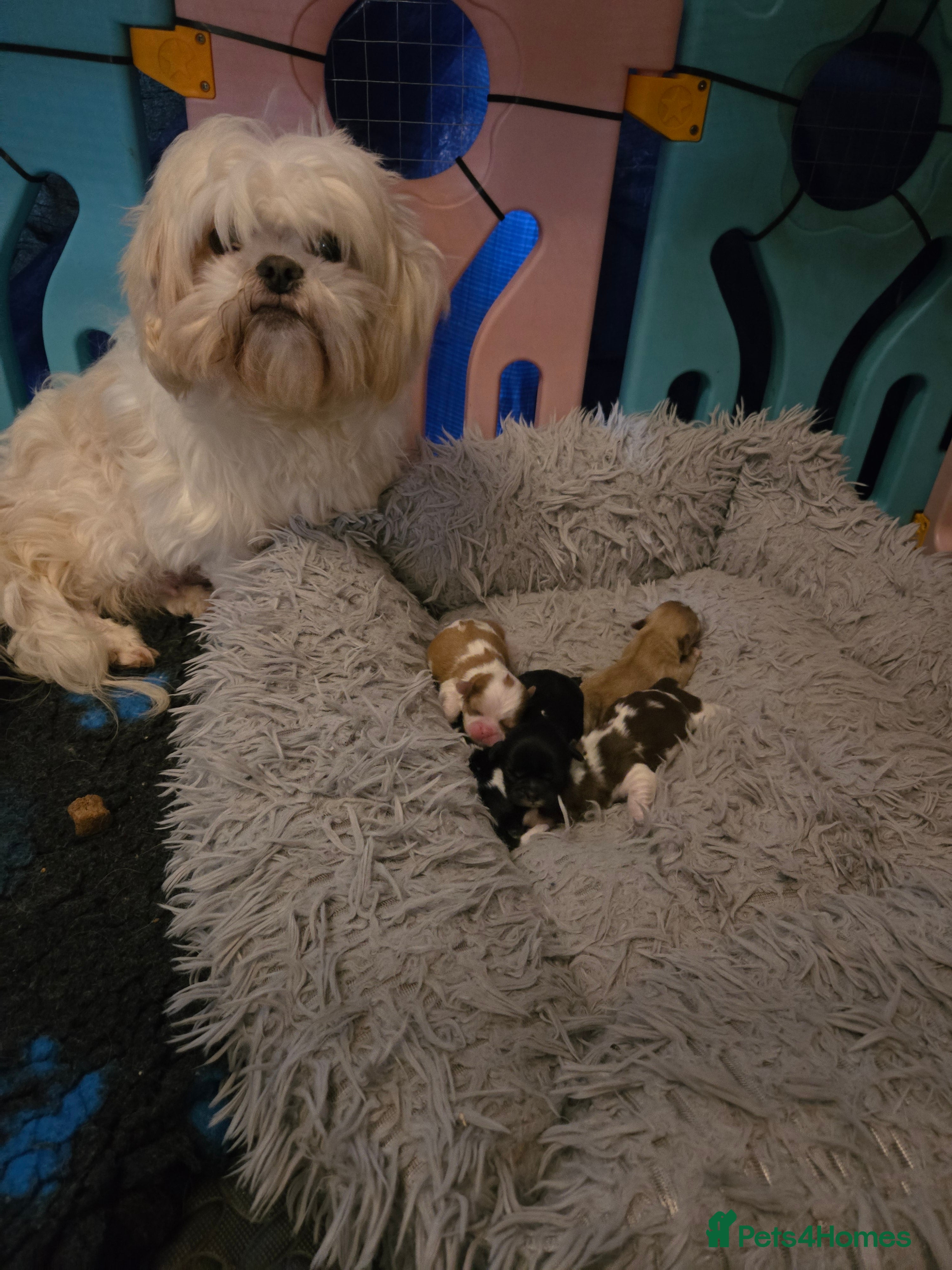 Shih Tzu dogs Stunning  shihtzus  puppies  2 girls 1 boy - Advert 2