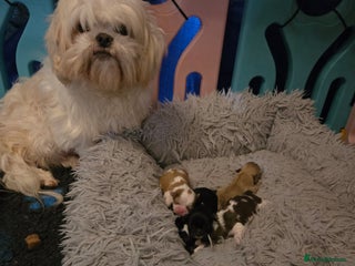 Shih Tzu dogs Stunning shihtzus puppies 4 girls 1 boy - Advert 2