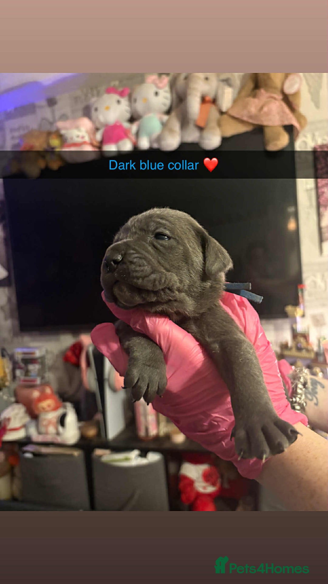 Cane Corso dogs for sale: 10 beautiful girls  - Advert 13