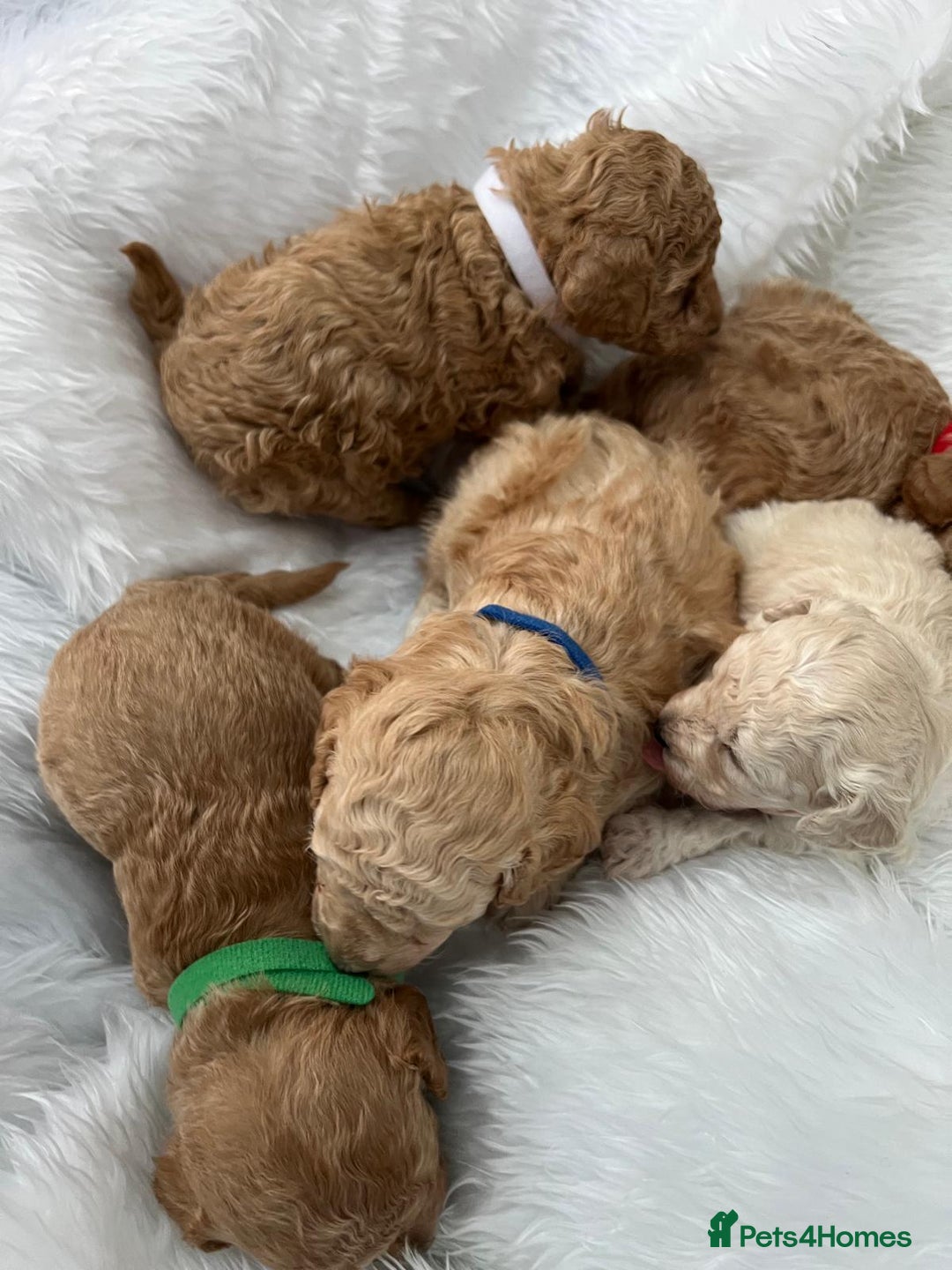 Cavapoo dogs for sale: Adorable Cavapoo Puppies - Parents Health Tested - Image 16