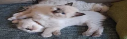 Ragdoll cats for sale: Beautiful Ragdoll boy  - Advert 4
