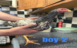 Chickens poultry for sale: shamo chickens🐓 - Image 4