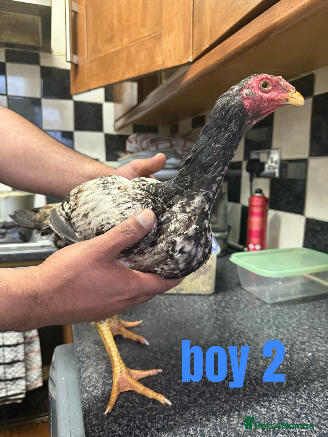 Chickens poultry for sale: shamo chickens🐓 - Image 4
