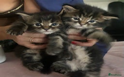 Maine Coon cats for sale: Pure bred Maine coon kittens. 4 males  - Image 3