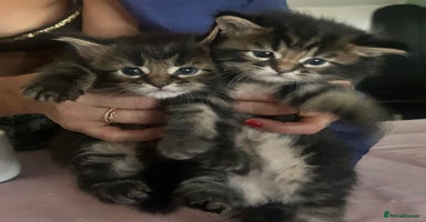 Maine Coon cats - Advert 3