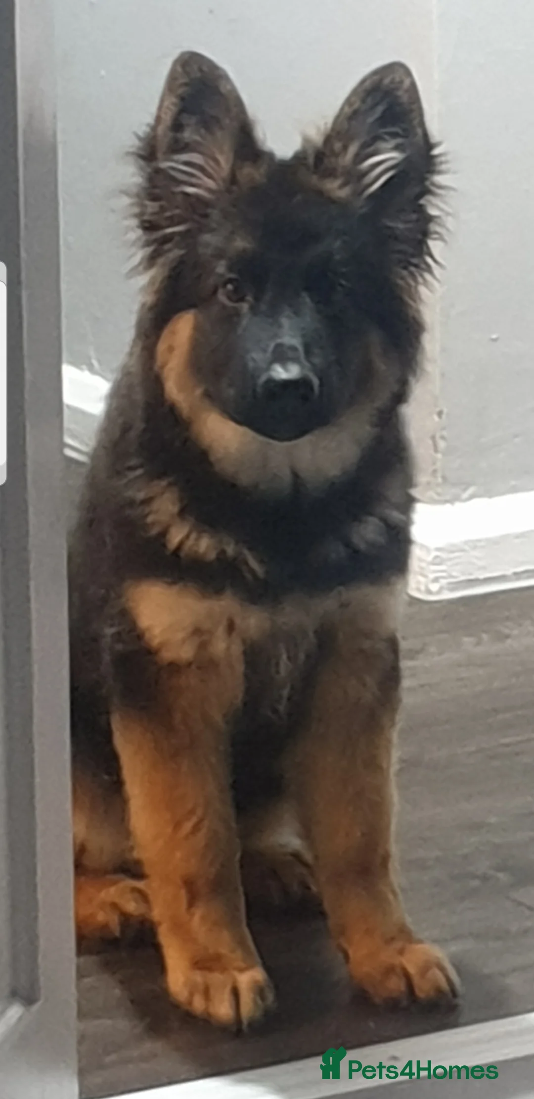 German Shepherd dogs for sale: German shepherd  - Advert 4