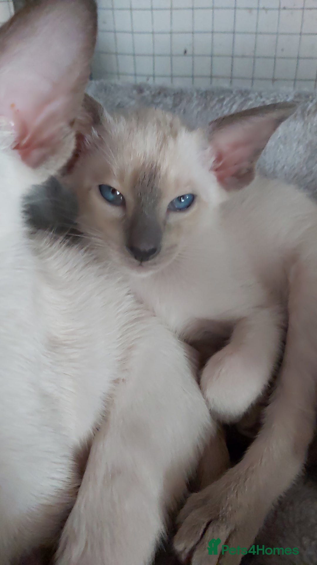 Oriental cats for sale: Full Pedigree Oriental 6 Kittens XL size ears GCCF - Image 32