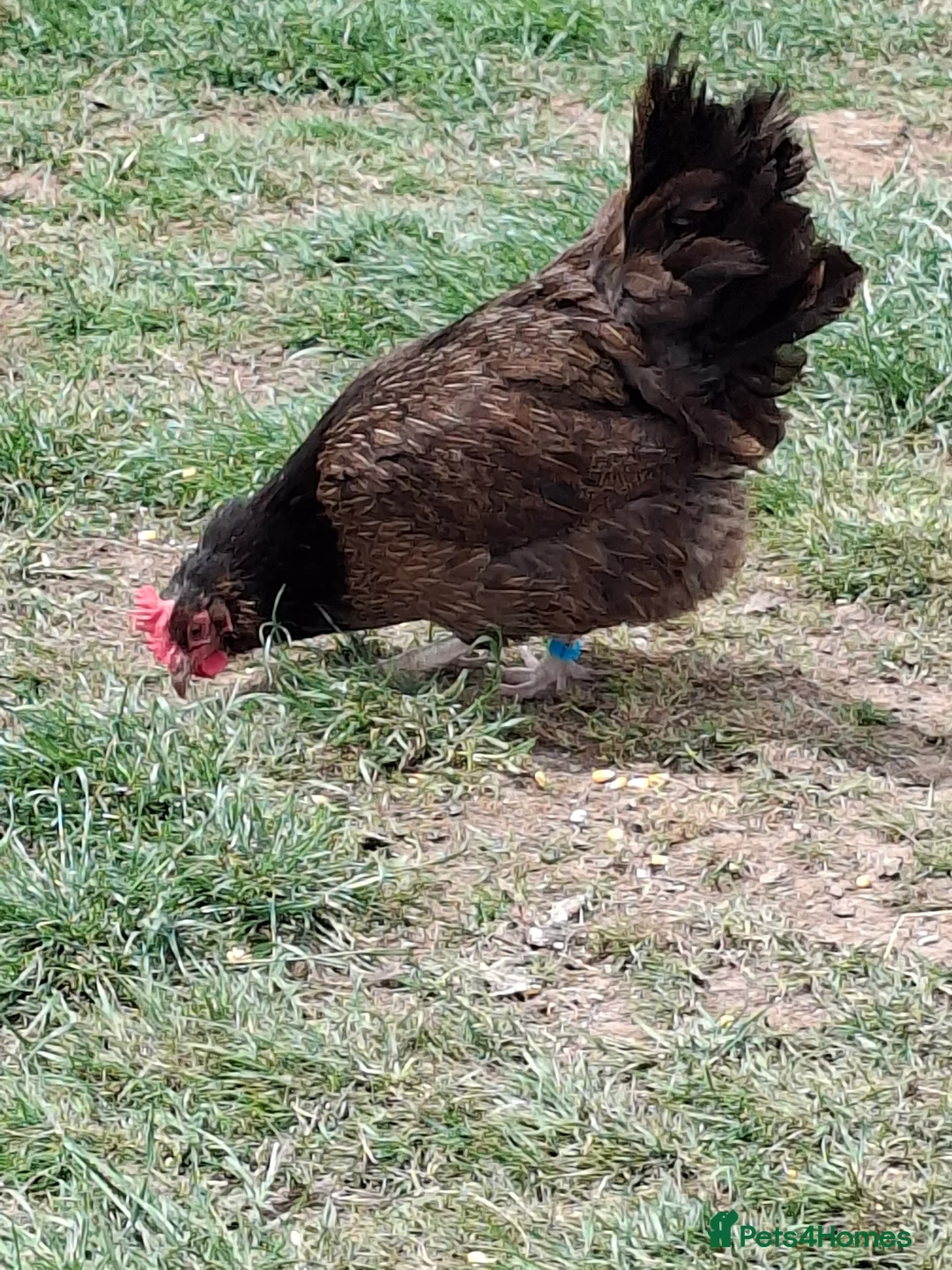 Chickens poultry for sale: Black copper marans and Red Dorkings - Advert 7