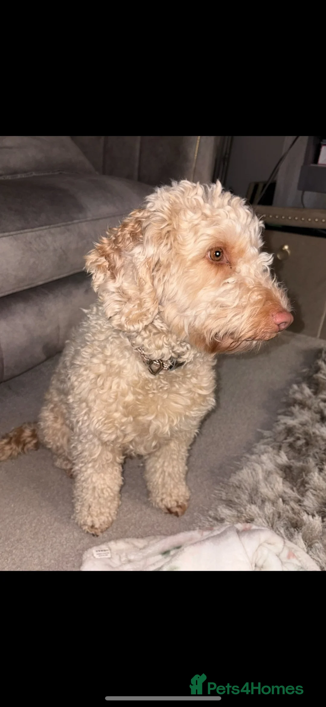Cockapoo dogs for sale: Beautiful cockapoo girl seeking loving home - Advert 8