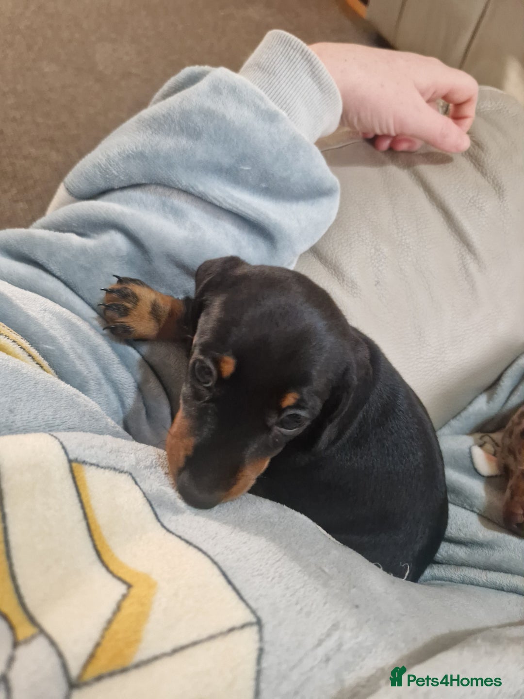 Miniature Dachshund dogs for sale: 2 adorable chunky miniature dachshund  - Advert 18