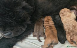 Chow Chow dogs for sale: Chocolate chow chow puppies  - Advert 5
