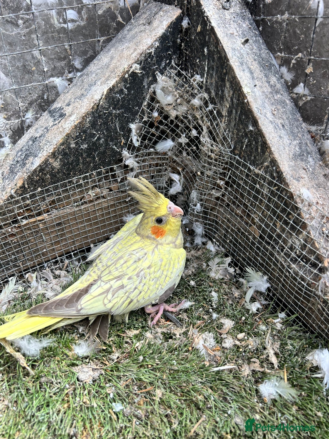 Cockatiels birds for sale: Baby lorrekeet £300 /cockatiels £80 each  - Image 12