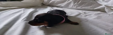 Dachshund 2