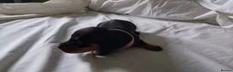 Dachshund dogs for sale: Ms Donna Carnie - Advert 3