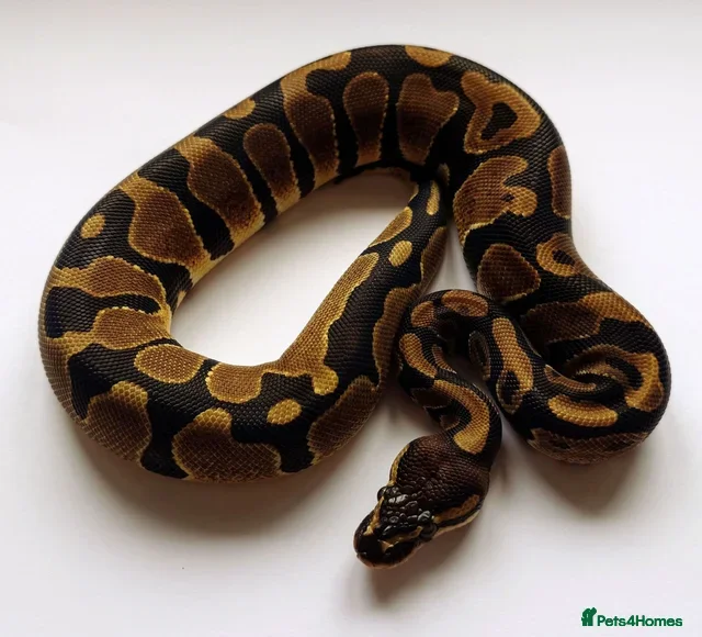 Python Snake reptiles 2023 Female Ball Python (Multiple Genes)  - Advert 1
