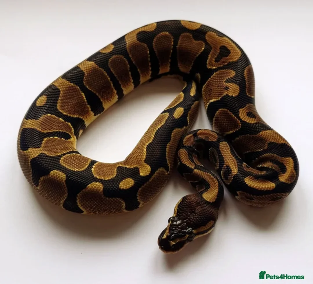 Python Snake reptiles for sale: 2023 Female Ball Python (Multiple Genes)  - Advert 1
