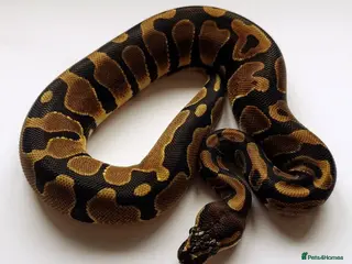 Python Snake reptiles 2023 Female Ball Python (Multiple Genes) - Advert 9