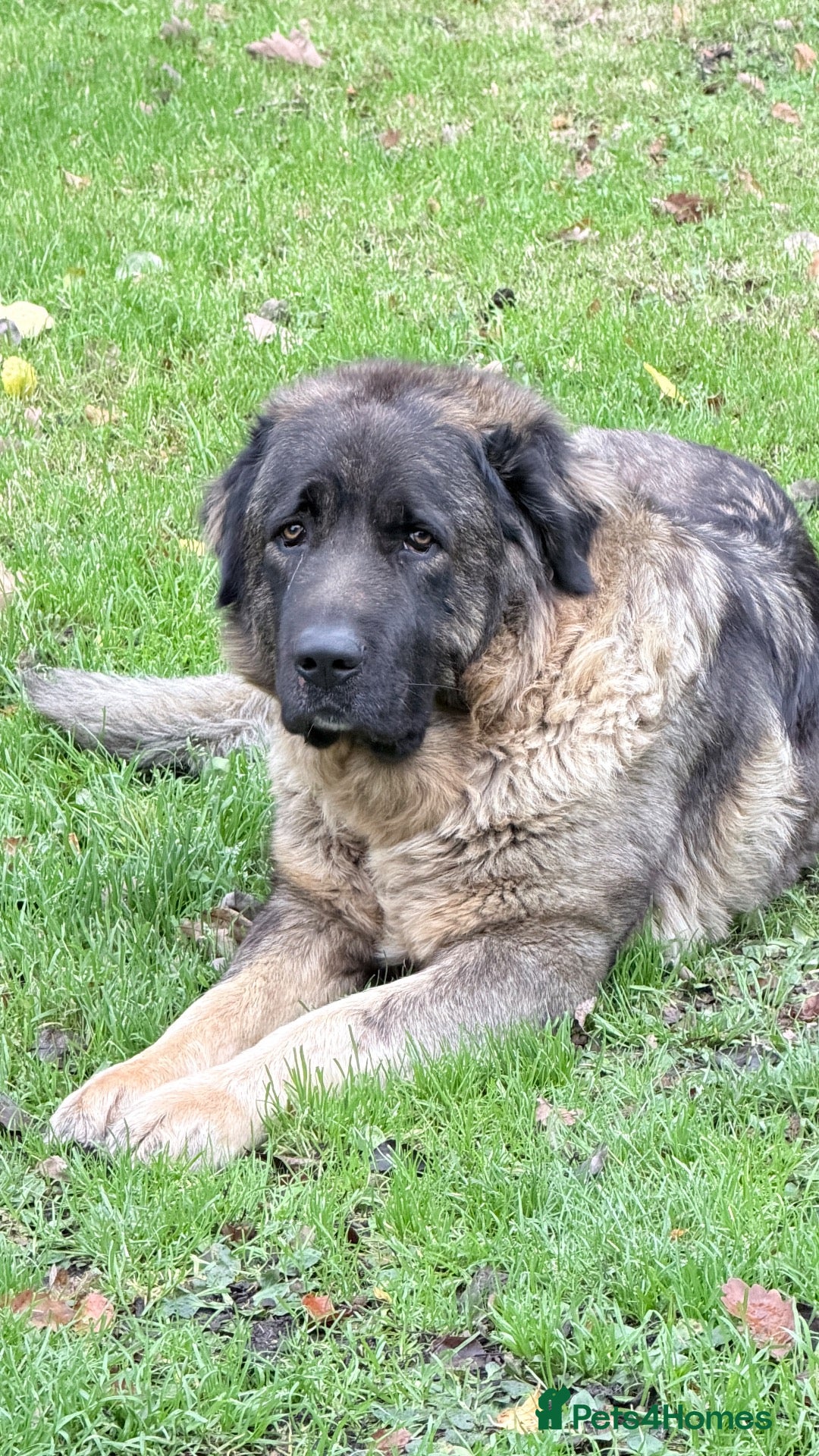 Caucasian Shepherd Dog dogs for sale: Caucasian Shepherd rescue dog outdoor dog only - Advert 17