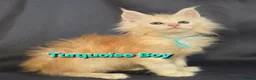 Maine Coon cats for sale: Ready now Maine Coon x2 boys - Advert 7