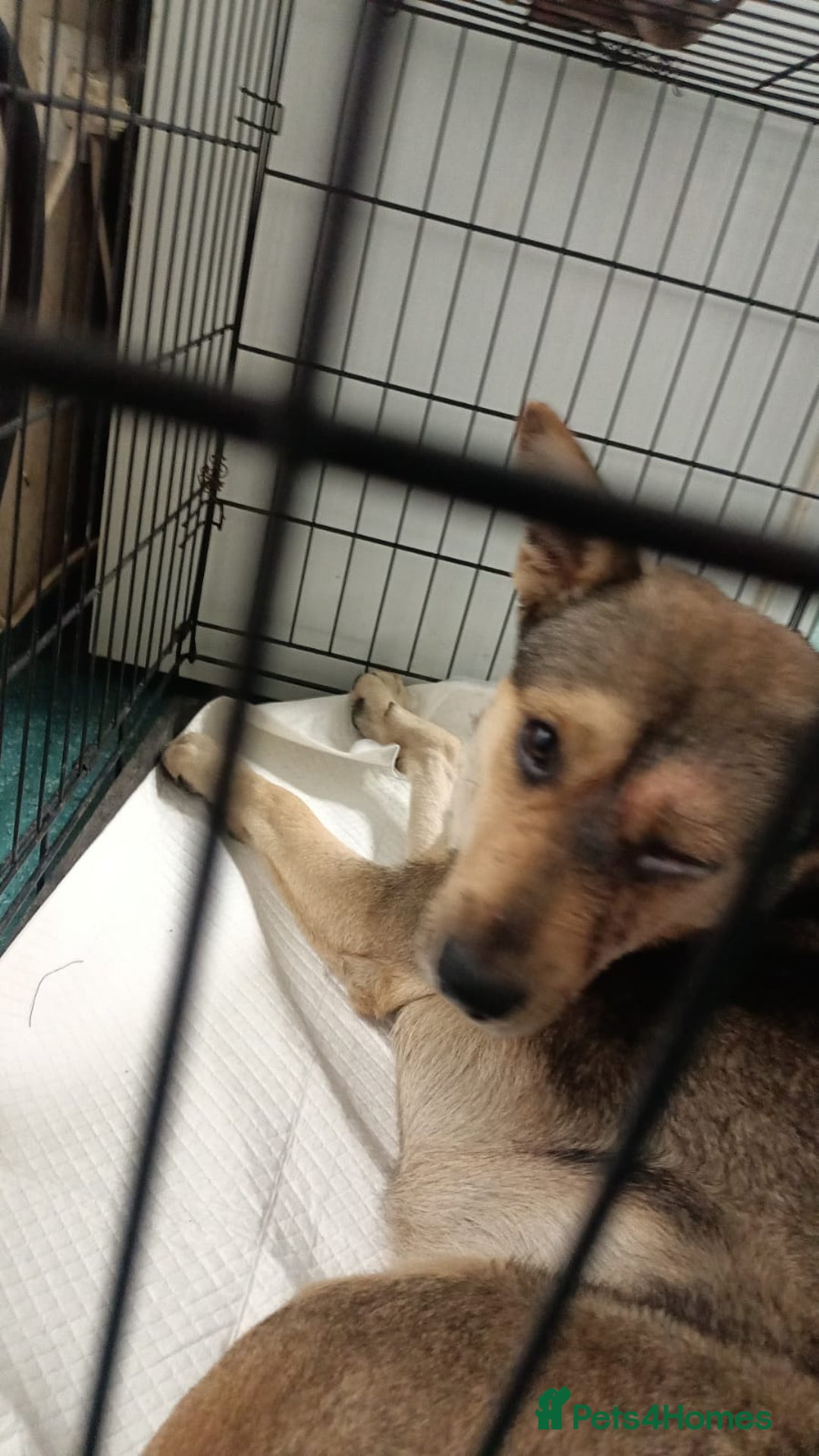 Mixed Breed dogs for adoption: 🐺 WOLFIE – A Brave Soul Ready for a New Life 🖤 - Advert 10