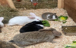 Dutch rabbits for sale: Bunnies for sale - Image 5