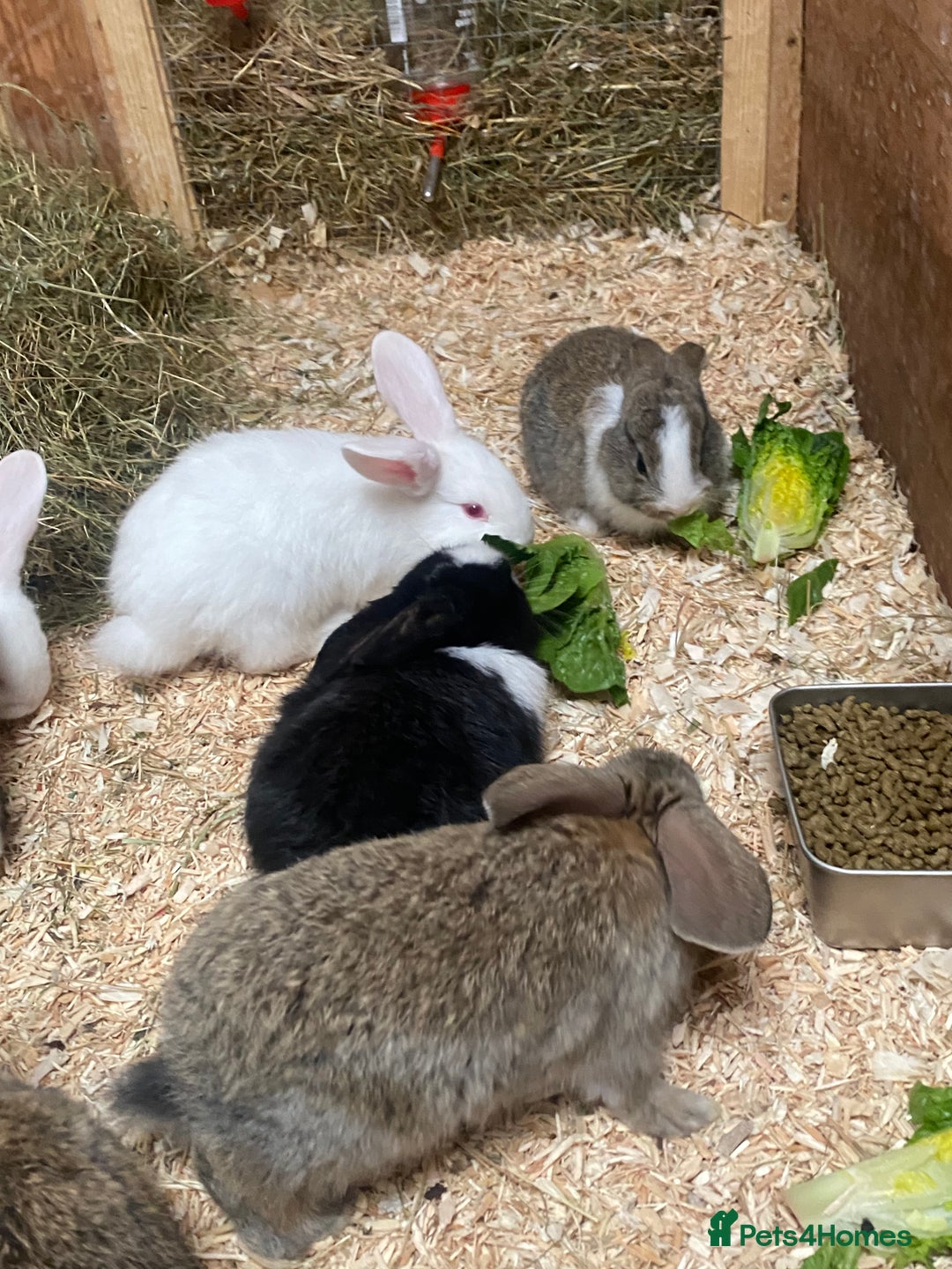 Dutch rabbits for sale: Bunnies for sale - Image 5