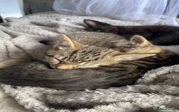 Mixed Breed cats for sale: 5 beautiful kittens ready to go! - Image 24