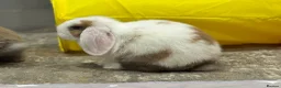 Mini Lop rabbits for sale: Reserved Only 1 baby mini lop left - boy - Advert 16