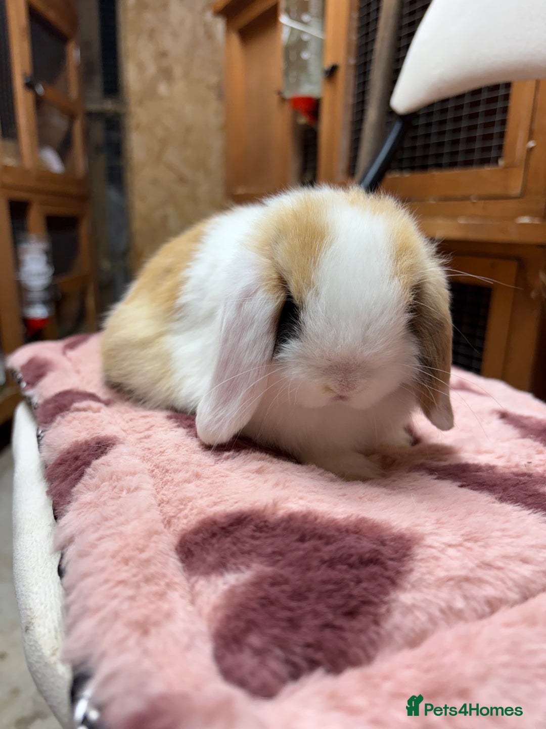 Dwarf Lop rabbits for sale: Stunning friendly dwarf lops  - Image 22