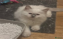 Ragdoll cats for sale: Extremely stunning boys and girls - Image 3
