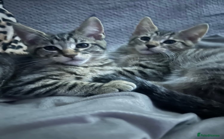 Maine Coon cats - Advert 3