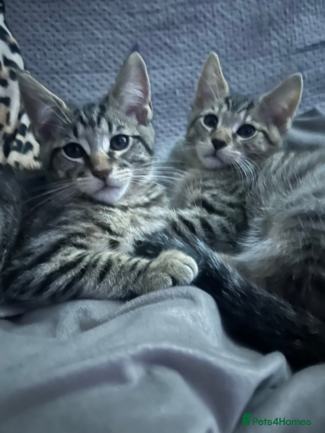 Maine Coon cats for sale: Beautiful tabby Maine Coon X kittens  - Image 1